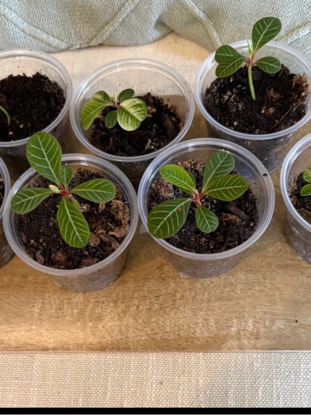 Madagascan jewel plant grown from seed in 2.1x3’ plastic container - Picture 2 of 9